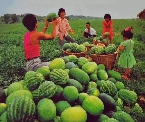 吃瓜在哪里看,各大平台瓜源汇总