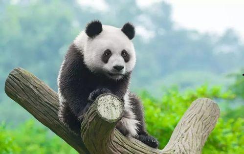 娱乐吃瓜熊猫视频大全