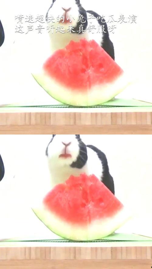 娱乐吃瓜小金鱼小说