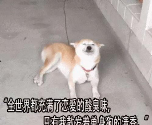 娱乐吃瓜酱浪漫式陷阱