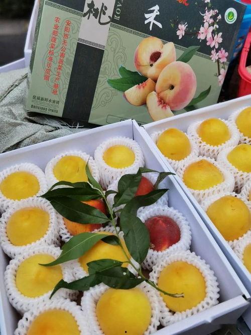 娱乐吃瓜视频背景怎么做